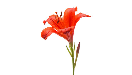 Wall Mural - red flower isolated on transparent background cutout