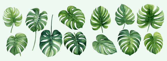 Wall Mural - Monstera leaves watercolor painting collection set on an isolated background vector design for cards, wedding invitation and birthday cards