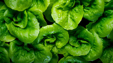 Lettuce Salad On A Black Background. Generative AI,