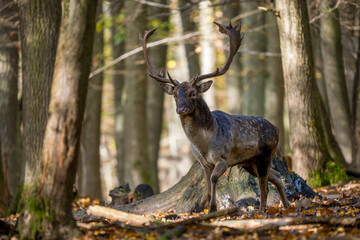 Wall Mural - European Fallow Deer - Dama dama, large beautiful iconic animal from European forests and meadows, White Carpathians, Czech Republic.