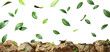© Krit - Eco lush leafs falling down movement on rocks isolate 3d render png