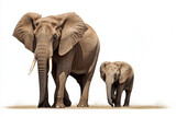 Fototapeta  - African elephant and calf Loxodonta africana cut out and isolated on a white background
