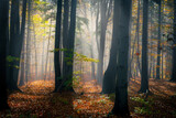 Fototapeta  - zamglony jesienny las pełen ciepłych promieni wschodzącego słońca