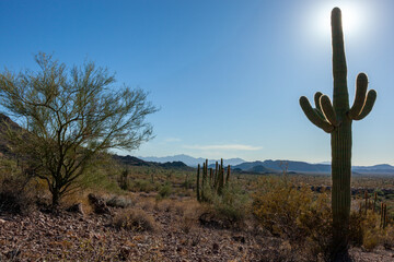 Carnegiea gigantea in desert, Organ pipe national park, Arizona - large cactus