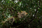 Fototapeta Zwierzęta - Leopard on tree 