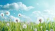 Field of fluffy dandelions in spring summer on a meadow in nature against a blue sky with white clouds on a Sunny day. Beautiful rustic rural pastoral landscape
