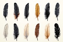 A Group Of Feathers On A White Background