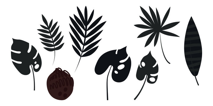 Set of palm leaves: banana and coconut. Large dark carved leaves. Plants. Vector illustration.