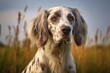 English Setter Stacking on Green Grass. Purebred White Dog with Brown Spots of Hunting Breed 