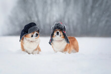 Two Cute Corgi Dogs Are Sitting In Warm Hats With Earflaps In A Snowfall In A Winter Park