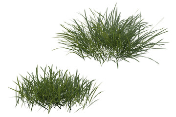 Fototapete - Bunches of grass on a transparent background. 3D rendering.	