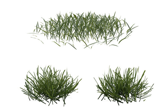 Bunches of grass on a transparent background. 3D rendering.	