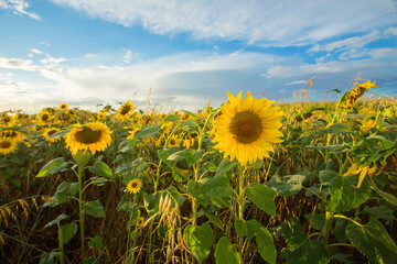 Wall Mural - Sunflower fields in Flanders, Belgium