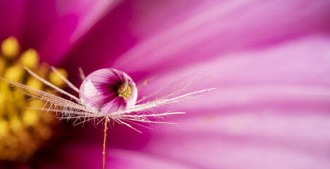 Wall Mural - flower and dew drops - macro photo