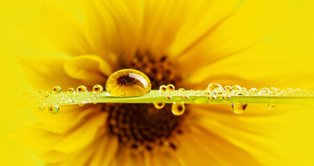 Canvas Print - flower and dew drops - macro photo