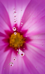 Poster - dewy spider web - net and flowers - macro photography