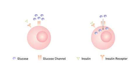 Wall Mural - Insulin Mechanism of Action Scientific Design. Vector Illustration.