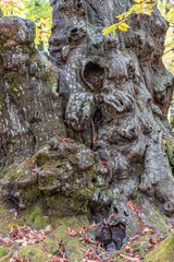 Autunm scene at Castanar de el Tiemblo. Chestnut forest in Avila province, Spain