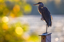 Great Blue Heron Standing On One Leg 