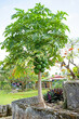 A Papaya tree grows wild on the site of the ancient royal tombs in Tonga.