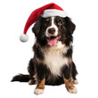 Cute dog wearing a Santa Claus hat, Santa outfit, Christmas day, transparent background