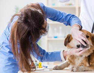 Wall Mural - Doctor and assistant checking up golden retriever dog in vet cli