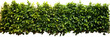 Flat green tree wall hedge isolated on white background, AI Generative.