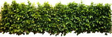 Flat Green Tree Wall Hedge Isolated On White Background, AI Generative.