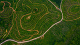 Fototapeta Psy - Aerial view of palm oil, agricultural industry of green oul palm tree plantation.