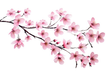 sakura blossom branch. falling petals, flowers. isolated flying realistic japanese pink cherry or ap