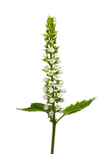 青紫蘇　Perilla Frutescens Var. Crispa