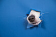 Jack Russell Terrier dog nose sticking out of torn paper blue background. 
