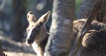Kangaroo Crouching In Woods - Zoomed In Shot