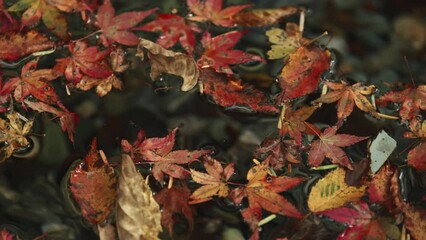 Wall Mural - beautiful view of floating red maple leaves in the river in autumn, nature or outdoor, 4k nobody