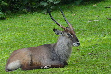 Poster - The waterbuck (Kobus ellipsiprymnus) is a large antelope found widely in sub-Saharan Africa.|水羚