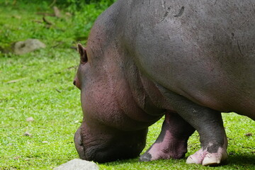 Wall Mural - Pygmy Hippopotamus (Choeropsis liberiensis or Hexaprotodon liberiensis) is a small, elusive, and primarily nocturnal mammal native to the forests |倭河馬|侏儒河馬