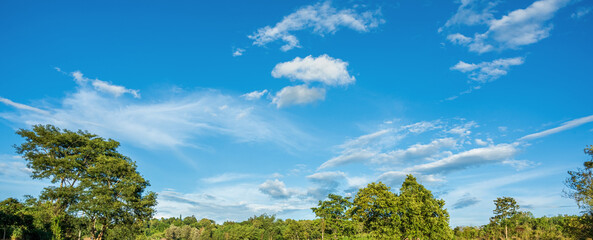 Wall Mural - Beautiful cloudy blue sky above the trees in the forest. Nature background