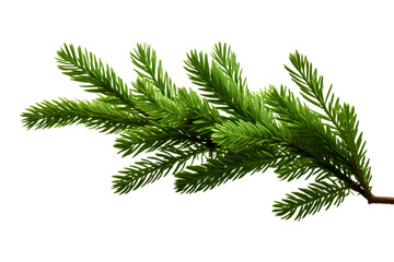 Wall Mural - Green branch of fir tree isolated on white