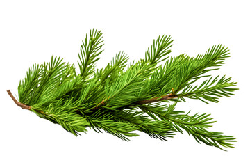 Wall Mural - Christmas pine branch with cones