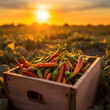 Chili peppers harvested in a wooden box with field and sunset in the background. Natural organic fruit abundance. Agriculture, healthy and natural food concept. Square composition.