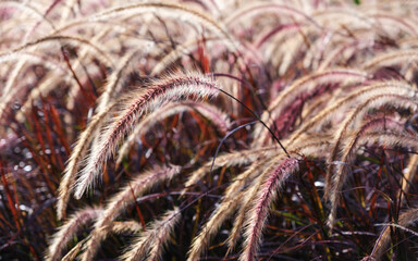 Wall Mural - Closeup image of white , purple and pink poaceae or mission grass in a field