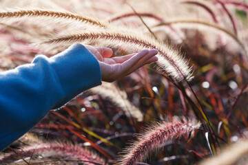Wall Mural - Closeup image of a hand touching on a white , purple and pink poaceae or mission grass in a field