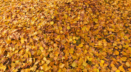 Wall Mural - Fallen leaves from a tree on the ground as a background. Autumn