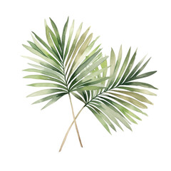 palm areca leaf watercolor tropical leaves illustrations elements hand drawn watercolor clipart tran