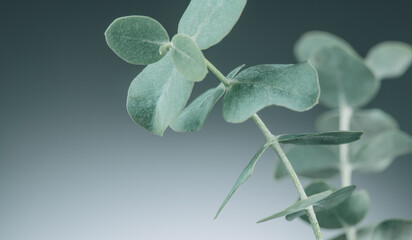 Canvas Print - Eucalyptus plant leaves. Fresh Eucalyptus close up, on light grey background, scented, essential oil. Aromatherapy. 