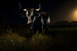 Bull on a pasture. Portrait of a black bull in moonlight.