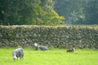 Sheep shelter by a drystone wall in the valley of Great Langdale in the Lake District