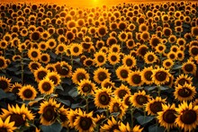 A Vast Field Of Sunflowers, Their Golden Petals Reflecting The Last Rays Of The Evening Sun, Creating A Sea Of Warmth