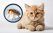 fleas on the cat. Infection and protection