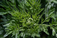 Silver Green Wormwood Leaves Background. Artemisia Absinthium, Absinthe Wormwood Plant In Herbal Kitchen Garden, Close Up, Macro